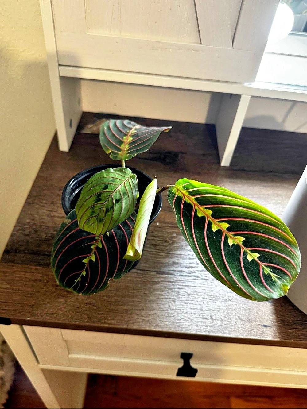 Maranta leuconeura var. erythroneura Green & Pink Prayer Plant